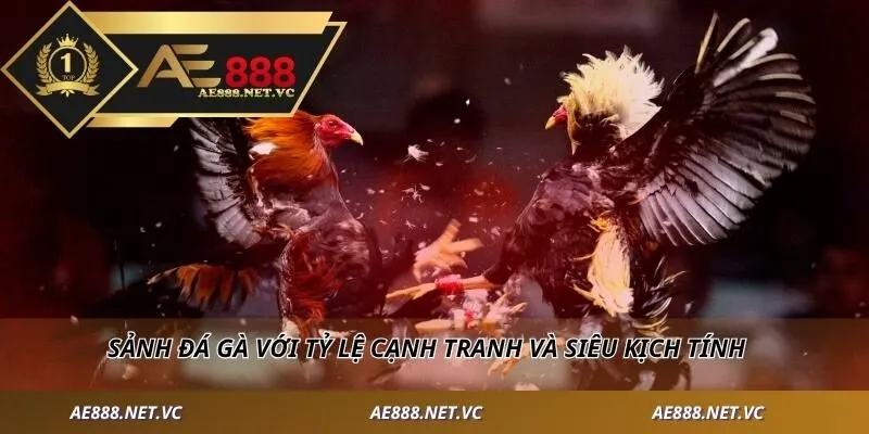 Sảnh đá gà với tỷ lệ cạnh tranh và siêu kịch tích