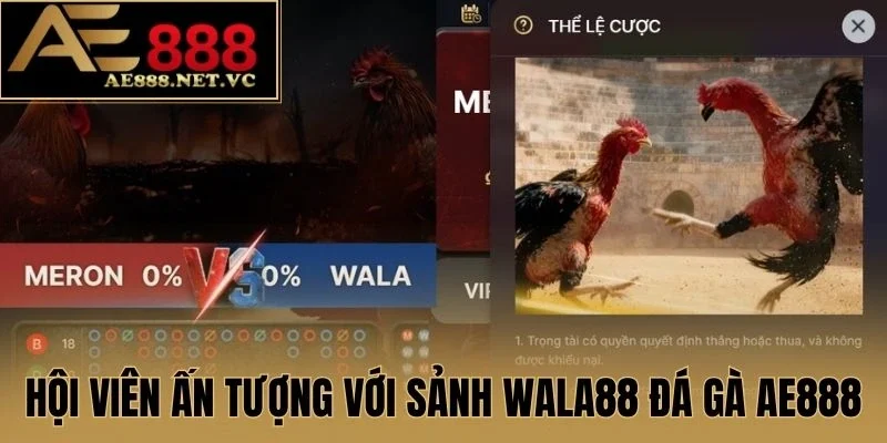 Hội viên ấn tượng với sảnh Wala88 đá gà AE888